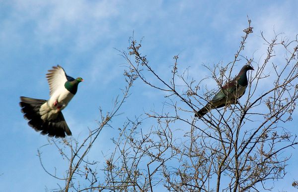 coming in to land